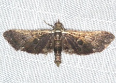 Eupithecia