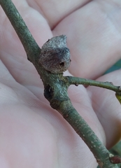 Callirhytis quercusventricosa