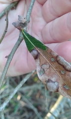 Callirhytis quercusventricosa