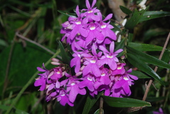 Epidendrum centropetalum