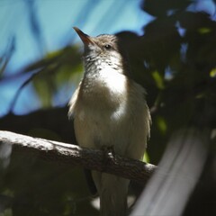 Acrocephalus scirpaceus baeticatus