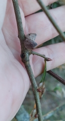 Callirhytis quercusventricosa