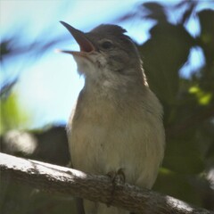 Acrocephalus scirpaceus baeticatus