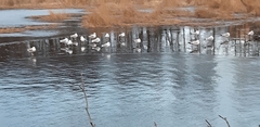 Larus canus