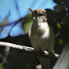 Acrocephalus scirpaceus baeticatus