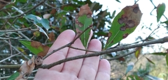 Callirhytis quercusventricosa