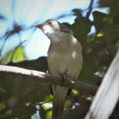 Acrocephalus scirpaceus baeticatus