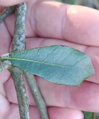 Callirhytis quercusventricosa