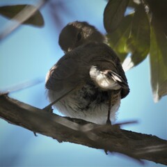 Acrocephalus scirpaceus baeticatus