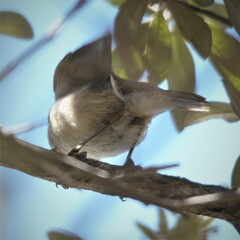 Acrocephalus scirpaceus baeticatus