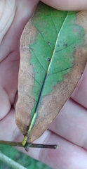 Callirhytis quercusventricosa