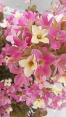 Magnoliopsida
