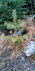 Pinus sylvestris