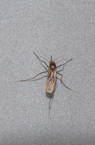 Culex erraticus photo 5