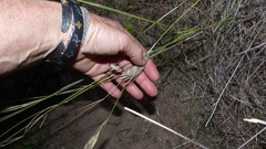 Ehrharta villosa