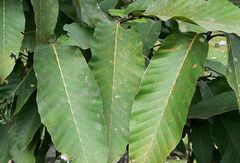 Dipterocarpus alatus