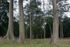 Dipterocarpus alatus