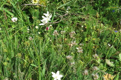 Lobostemon capitatus