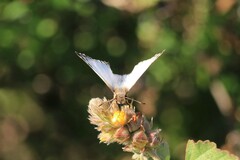 Heliopetes laviana