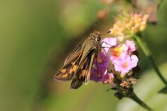 Hylephila phyleus