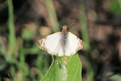 Heliopetes laviana
