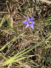 Sisyrinchium
