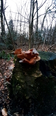 Agaricomycetes