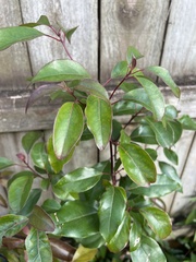 Cinnamomum