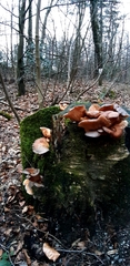 Agaricomycetes