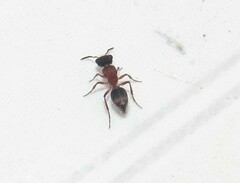 Lophostigma