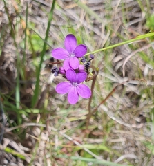 Anchusa capensis