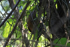 Turdus rufopalliatus