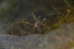 Notonecta maculata