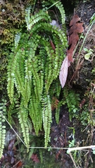 Asplenium trichomanes trichomanes