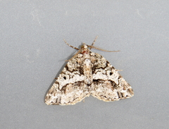 Macaria graphidaria