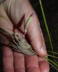 Ehrharta villosa