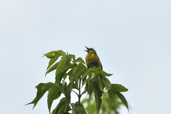 Motacilla flava
