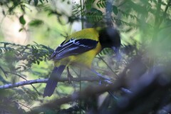 Icterus graduacauda