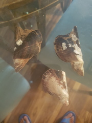 Pteria colymbus