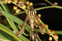 Pyropteron triannuliformis