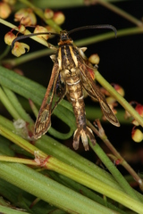 Pyropteron triannuliformis