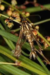 Pyropteron triannuliformis