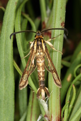 Pyropteron triannuliformis
