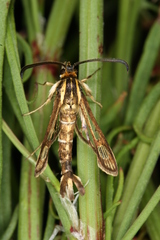 Pyropteron triannuliformis