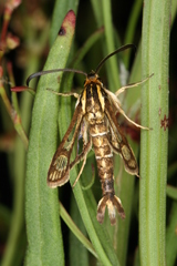 Pyropteron triannuliformis