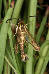 Pyropteron triannuliformis