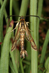 Pyropteron triannuliformis