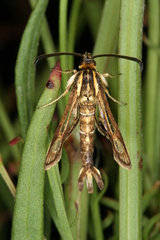 Pyropteron triannuliformis