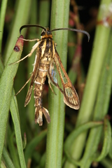 Pyropteron triannuliformis