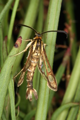 Pyropteron triannuliformis